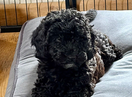 Stunning F1b cockapoo female READY NOW