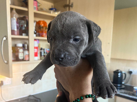 8 cane corso puppies for sale 5 bitches 3 dogs