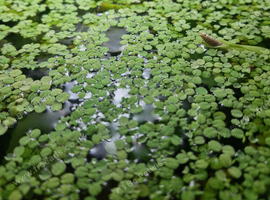 Salvinia
