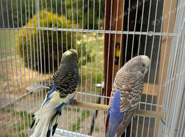 Pair bugies for sale healthy and nice bird