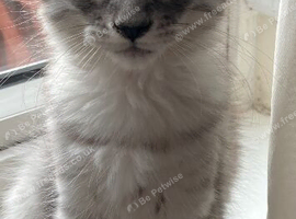 &ldquo;Stunning Golden Eyes&rdquo; Maine Coon Kittens.  Ready Now 4 left.