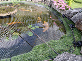 For sale Koi and gold fish