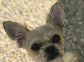 Hi im Archie
