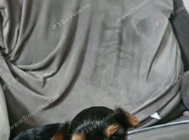 6 week old yorkie pup male