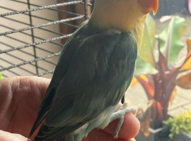 Baby lovebirds