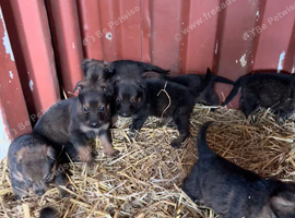 Rottweiler x GSD