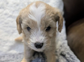 Adorable Cavapoochon Puppies &ndash; 2 Boys & 2 Girls &ndash; Ready 3rd April &ndash; NW London