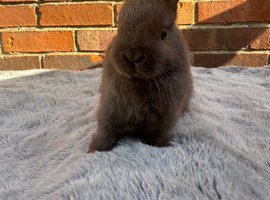 Netherland Dwarfs - Ready Now