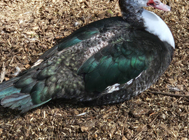 Gorgeous muscovy females available