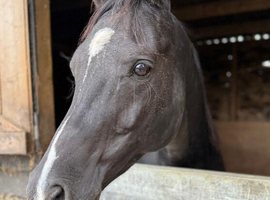 Arab gelding very well bred sadly for sale due to my accident I&rsquo;ve tried to hold on to him but it&rsquo;s hopeless and kindest thing is to let him go where