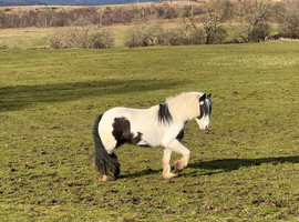 12:2 Cob Mare