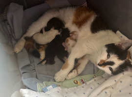 Gorgeous kittens for sale