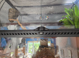 Mourning geckos