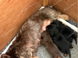 Miniature Silky Wire Haired Dachshund Puppies