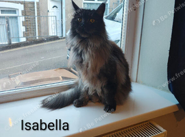 1 male and 1 female 2 year old GCCF registered Maine Coons in need of rehoming