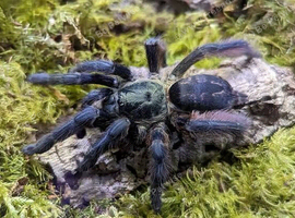 SAF Tapinauchenius Violaceus / Purple Tree Spider