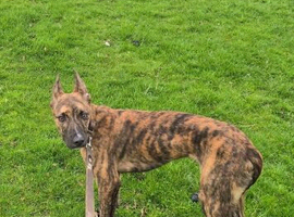 deerhound x grey hound