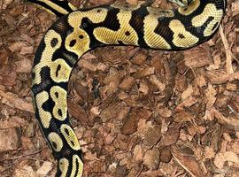 Girls ball pythons