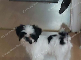 For sale male shitz sui