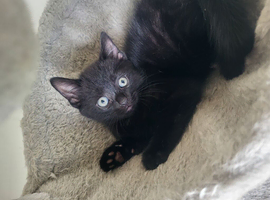 8 week old male kitten