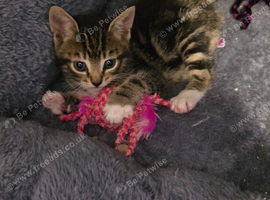 2 Gorgeous Kittens