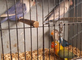 Opaline Lovebirds