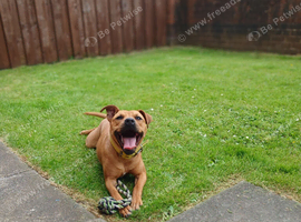 Staffordshire bull bitch