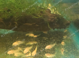 Juvenile albino corys