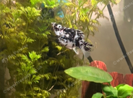 Balloon Mollies