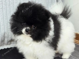 Beautiful white cream Pomeranian puppies