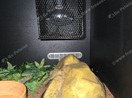 5x Snake and 4x2ft viv set ups