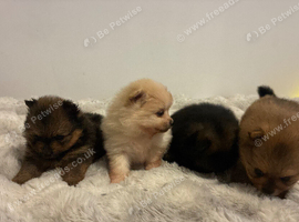 Teddybear Pomeranian puppies