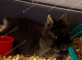male bunny