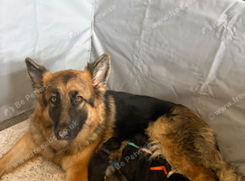 German Shepherd puppies for sale