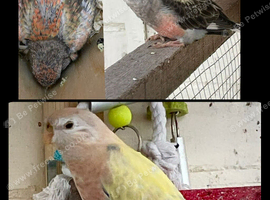 Stunning young pair of bourkes parakeets