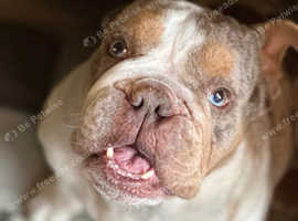 STUD available Northeast / North Yorkshire based