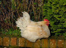 Male Splash Marans to rehome