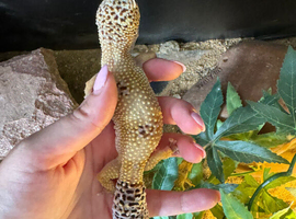 Leopard gecko