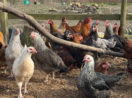 Hybrids chickens