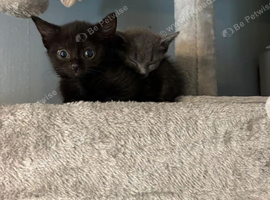 Sisters looking for new home