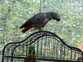 African grey parrot