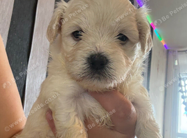 Maltese x bichon healthy beautiful puppies