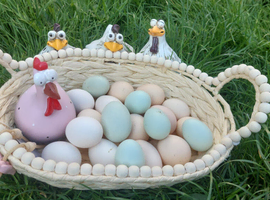 Day‑Old Chicks and Hatching eggs