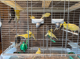 Canaries x20