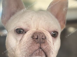 Miniature French bulldog
