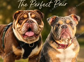 BEAUTIFUL ENGLISH BULLDOGS