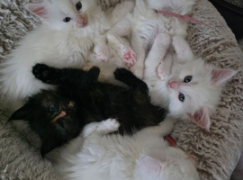 Maine coons with Russian blood lines