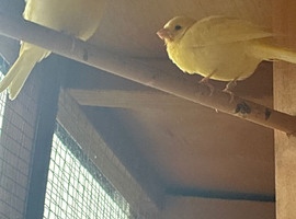 This years yellow canaries .South Manchester