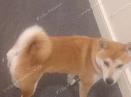 shiba inu