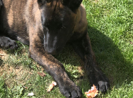 Dutch Shepard not a German, Dutch breed is not on the list